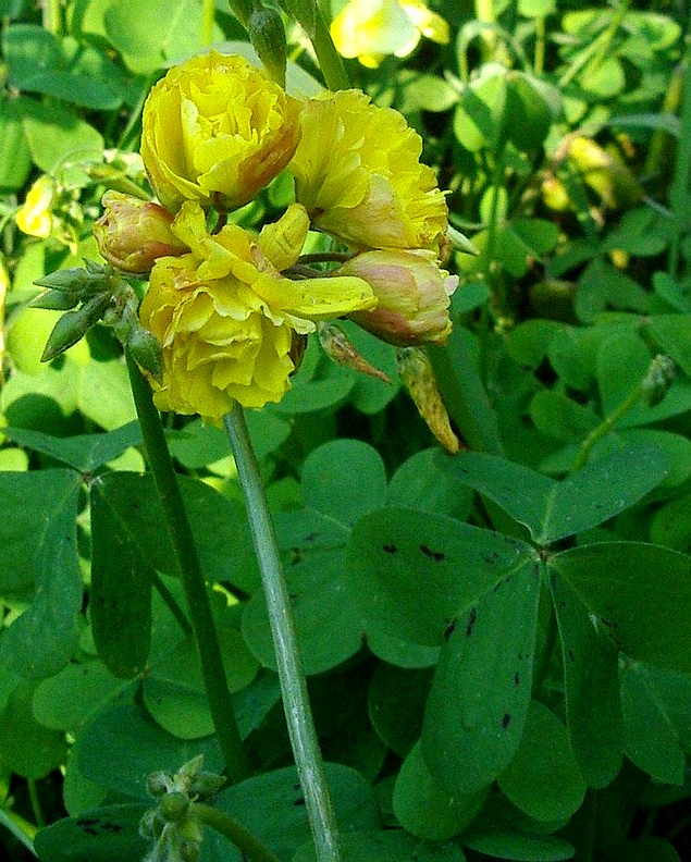 Oxalis pes-caprae a fiore doppio  (var pleniflora)